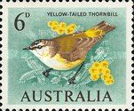 Yellow-tailed Thornbill (Acanthiza chrysorrhoa)
