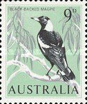 Black-backed Magpie (Gymnorhina tibicen)