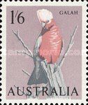 Galah (Eolophus roseicapilla)