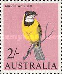 Golden Whistler (Pachycephala pectoralis)