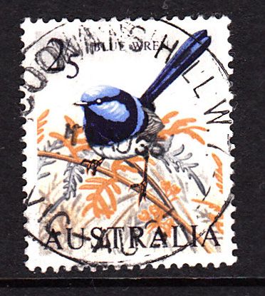 Blue Wren (Malurus cyaneus) - white paper