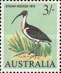 Straw-necked Ibis (Threskiornis spinicollis)