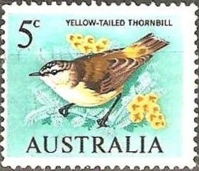 Yellow-tailed Thornbill (Acanthiza chrysorrhoa)