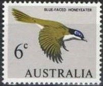 Blue-faced Honeyeater (Entomyzon cyanotis)