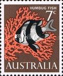 Humbug Fish (Dascyllus aruanus)