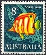 Coral Fish (Chelmon rostratus)