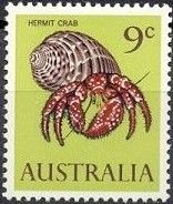 White-spotted Hermit Crab (Dardanus megistos)