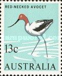 Red-necked Avocet (Recurvirostra novaehollandiae)