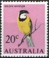 Golden Whistler (Pachycephala pectoralis)