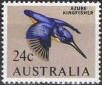 Azure Kingfisher (Alcedo azureus)