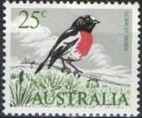 Scarlet Robin (Petroica multicolor)