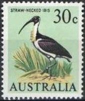 Straw-necked Ibis (Threskiornis spinicollis)