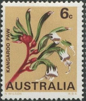 Kangaroo Paw (Anigozanthos manglesii), Western Australia