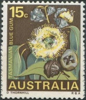 Tasmanian Blue Gum (Eucalyptus globulus), Tasmania