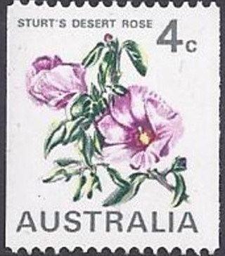 Sturt's Desert Rose (Gossypium sturtianum) 4c