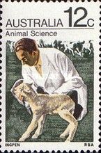 Vet and Lamb (Ovis ammon aries) - Animal Science