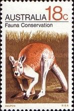 Red Kangaroo (Osphranter rufus) - Fauna Conservation
