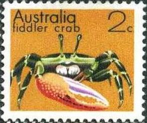 Calling Fiddler Crab (Uca vocans)