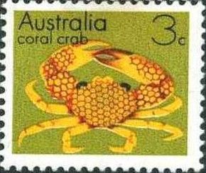 Coral Crab (Trapezia areolata)