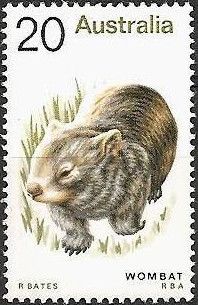 Common Wombat (Vombatus ursinus)