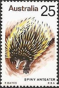 Spiny Anteater (Tachyglossus aculeatus)