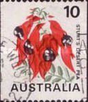Sturt's Desert Pea (Swainsona formosa)