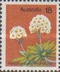 Helichrysum thomsonii