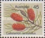 Callistemon teretifolius