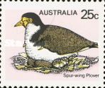 Spur-wing Plover (Vanellus miles)