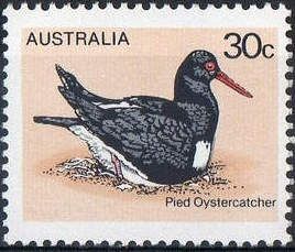 Pied Oystercatcher (Haematopus longirostris)