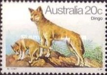 Dingo (Canis lupus dingo)
