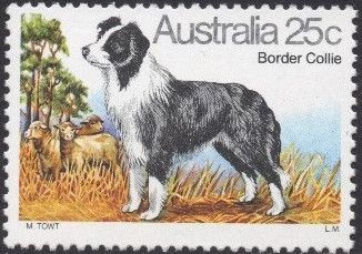Border Collie (Canis lupus familiaris)