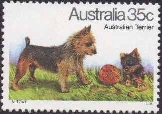 Australian Terrier (Canis lupus familiaris)
