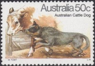 Australian Cattle Dog (Canis lupus familiaris)
