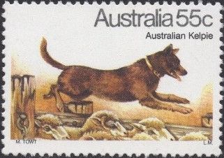 Australian Kelpie (Canis lupus familiaris)