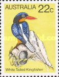White-tailed Kingfisher (Tanysiptera sylvia)