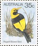 Regent Bower Bird (Sericulus chrysocephalus)