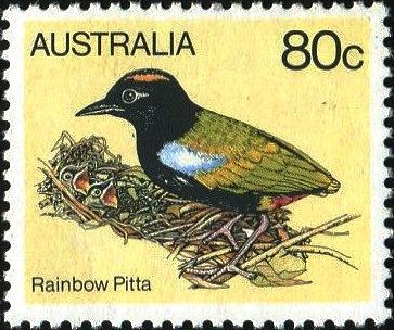 Rainbow Pitta (Pitta iris) 