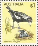 Western Magpie (Gymnorhina tibicen dorsalis)