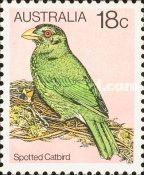 Spotted Catbird (Ailuroedus maculosus)
