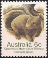 Queensland Hairy-nosed Wombat (Lasiorhinus krefftii)
