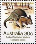Bridled Nail-tailed Wallaby (Onychogalea fraenata)