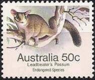 Leadbeater's Possum (Gymnobelideus leadbeateri)