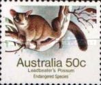 Leadbeater's Possum (Gymnobelideus leadbeateri) - P(14 x 14½