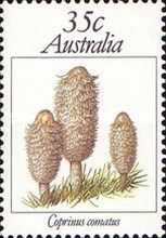 Coprinus comatus