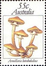 Armillaria luteobubalina