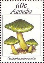Cortinarius austro-venetus