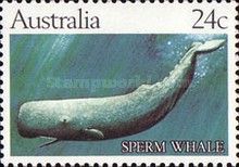 Sperm Whale (Physeter macrocephalus)