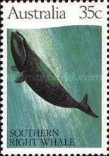 Southern Right Whale (Eubalaena australis)