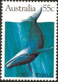 Blue Whale (Balaenoptera musculus)